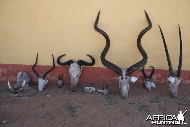 Trophies from Namibia