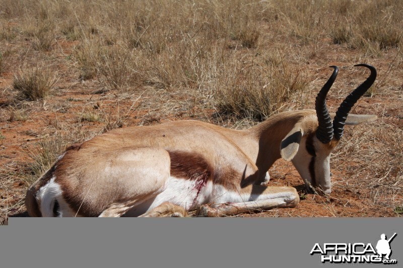 Springbok hunted in Namibia