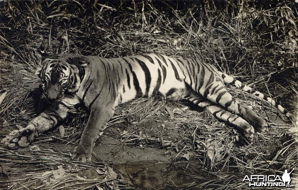 Tiger Hunting in Malay Malaysia ca 1920