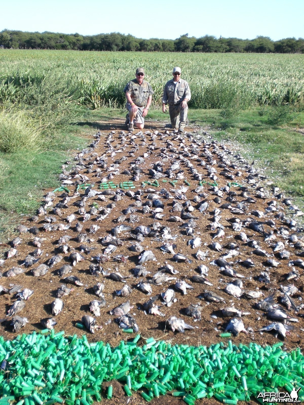 Argentina High Volume Dove Hunting