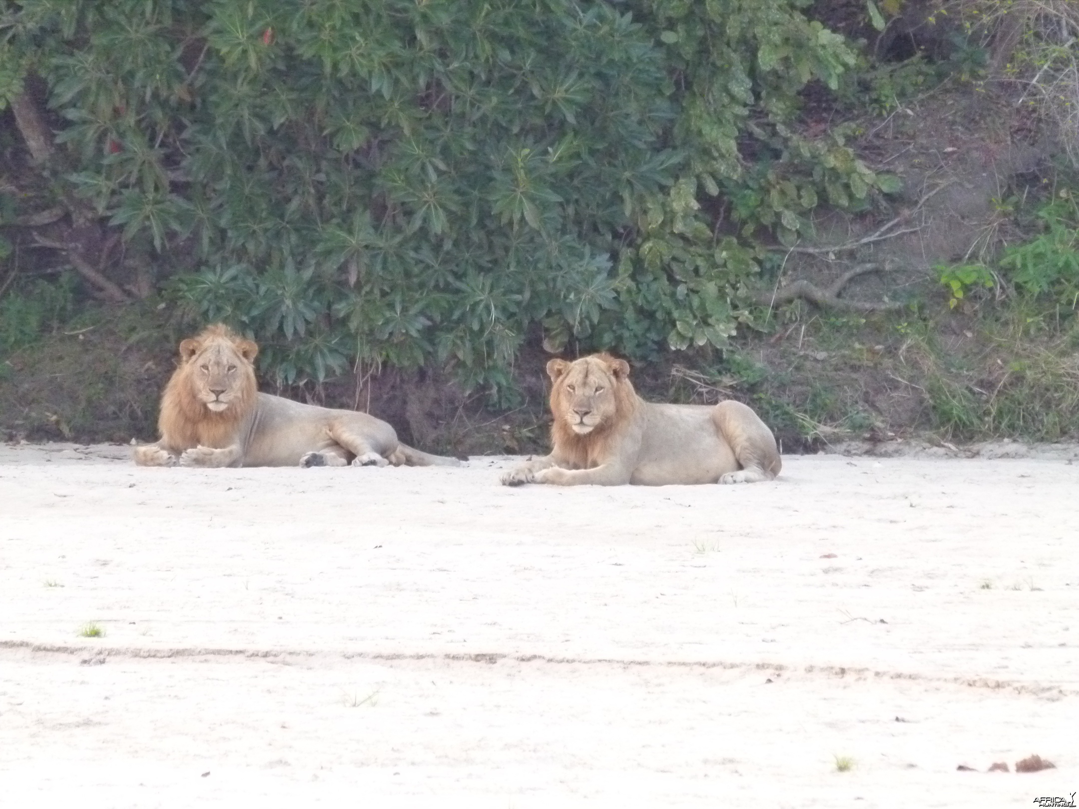 Promising young Lions