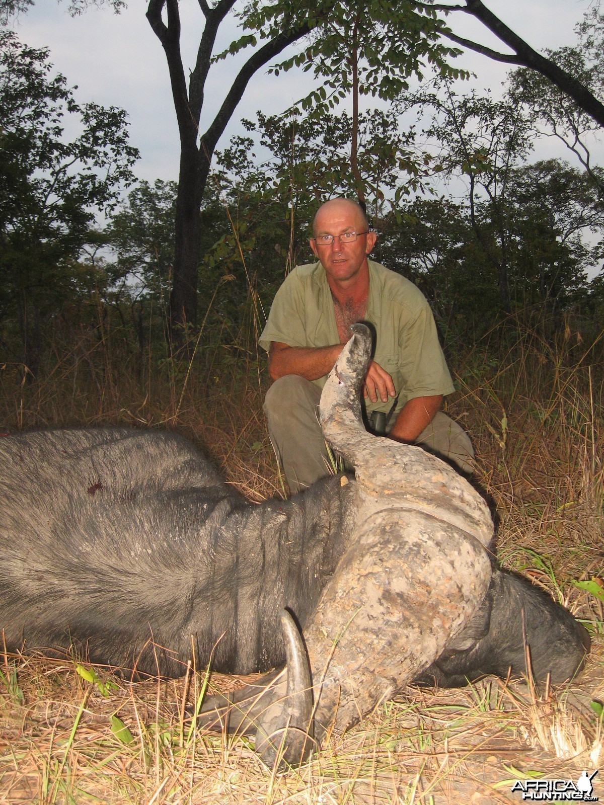Buffalo shot in a group of 3 males... Tanzania