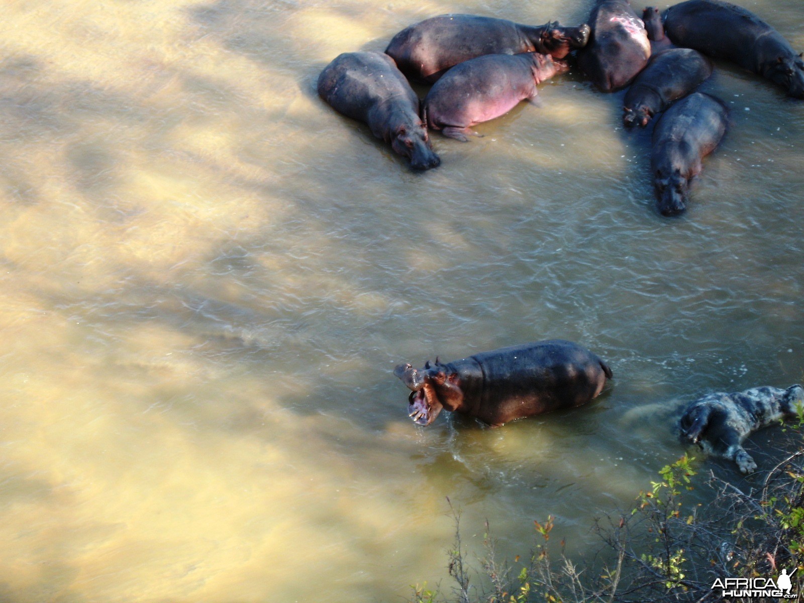 Hippo with malformation of the canines, huge trophy...