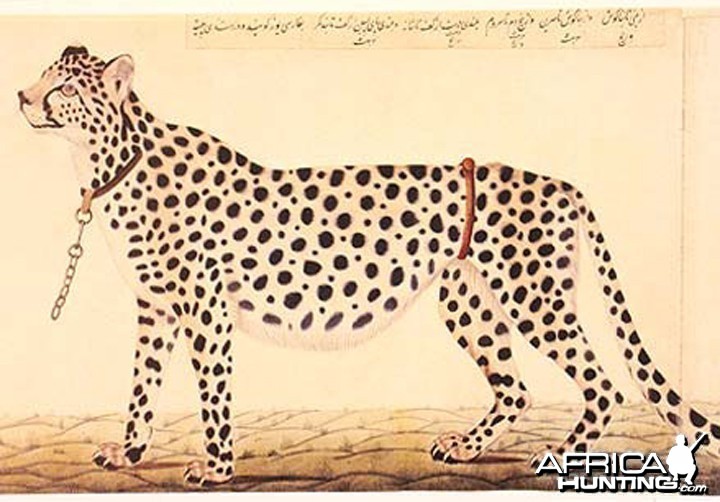 Tame Cheetah for hunting