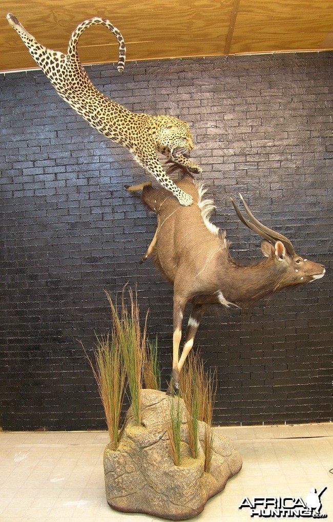 Leopard Nyala taxidermy scene by The Artistry of Wildlife