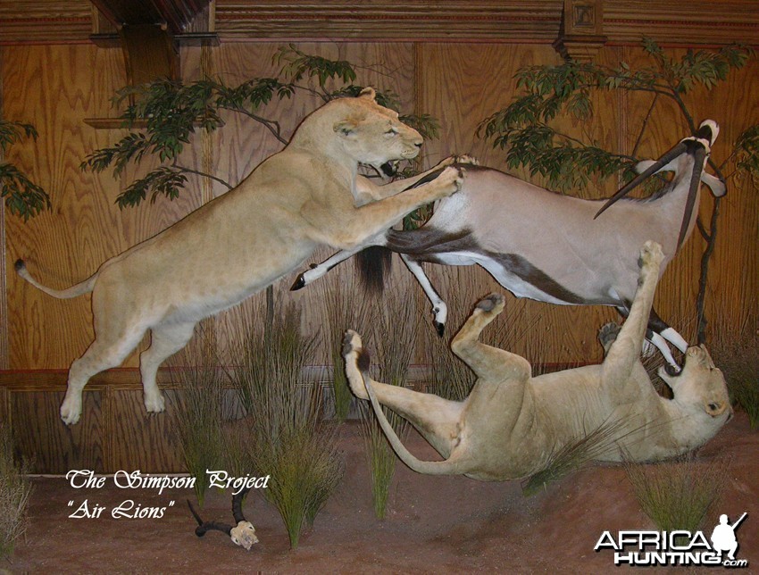 Lion Gemsbok taxidermy scene by The Artistry of Wildlife