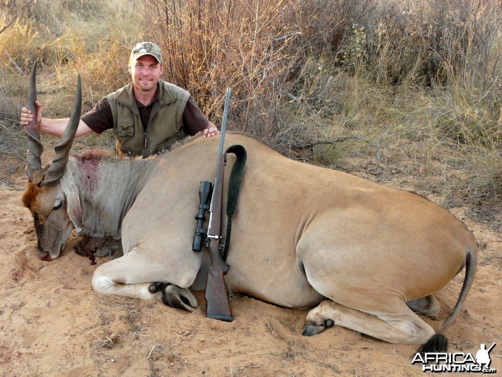 33&quot; Cape Eland shot near Grootfontein Namibia