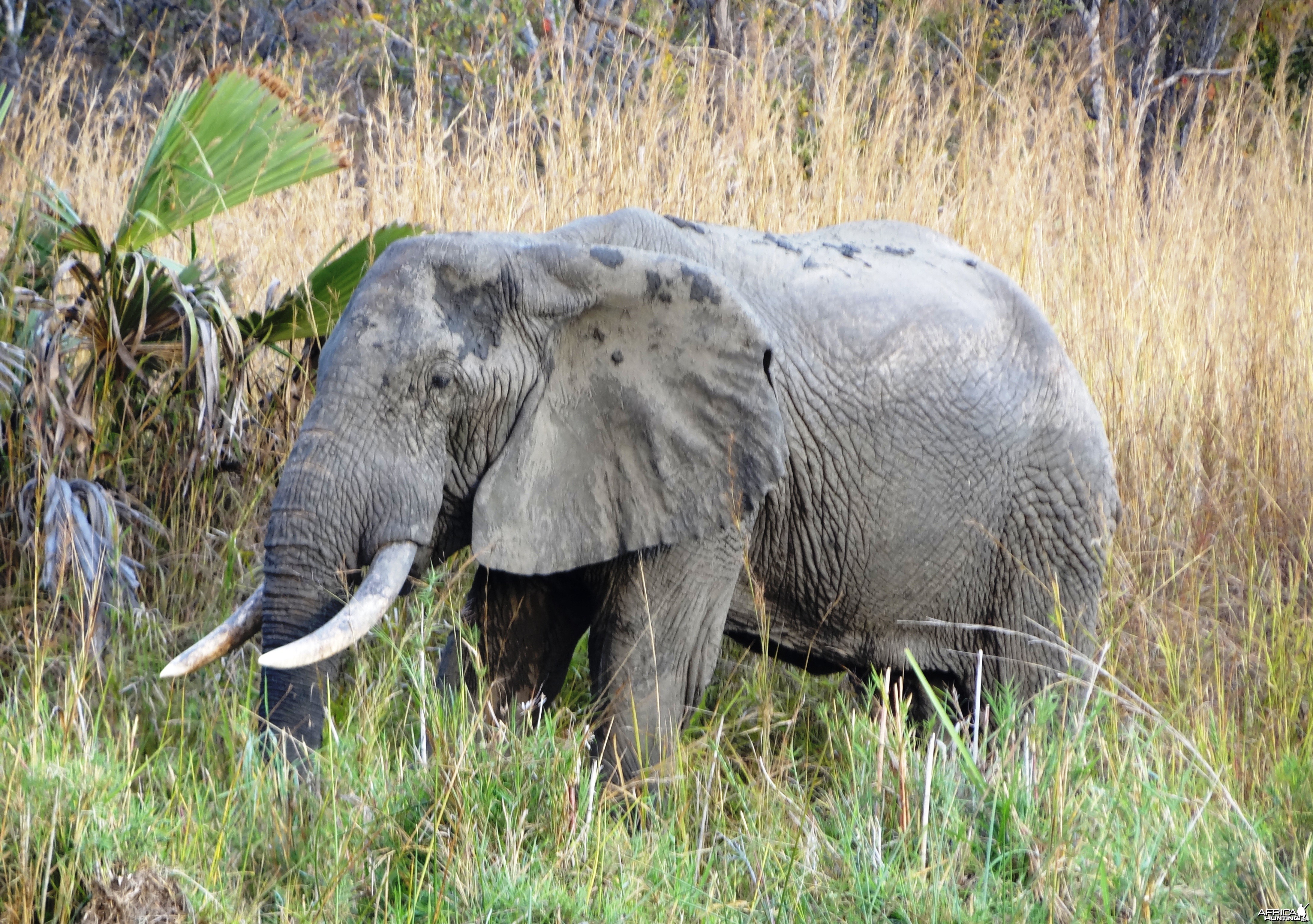 Old bull... Elephant in Tanzania