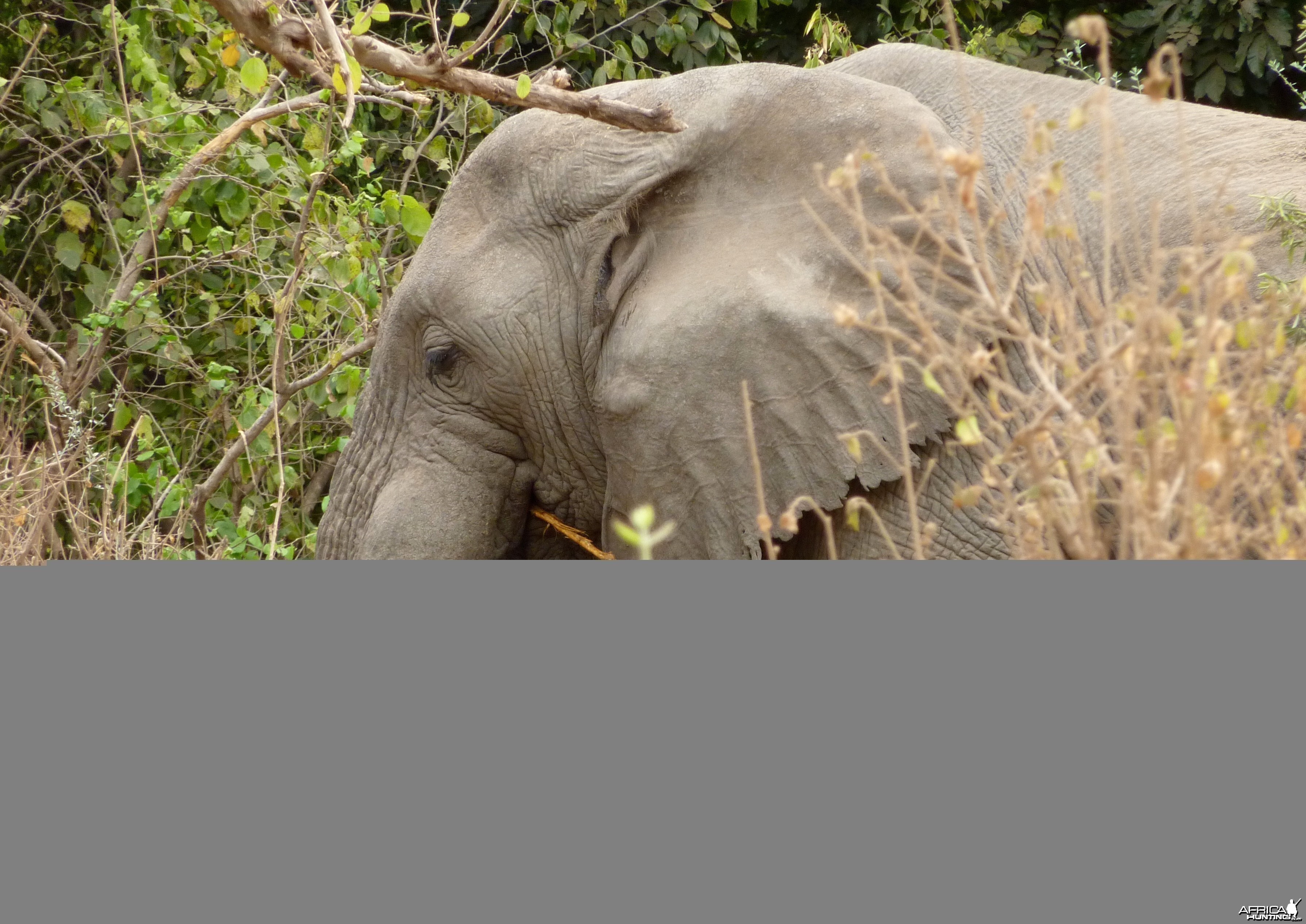 Dark ivory... Elephant in Tanzania