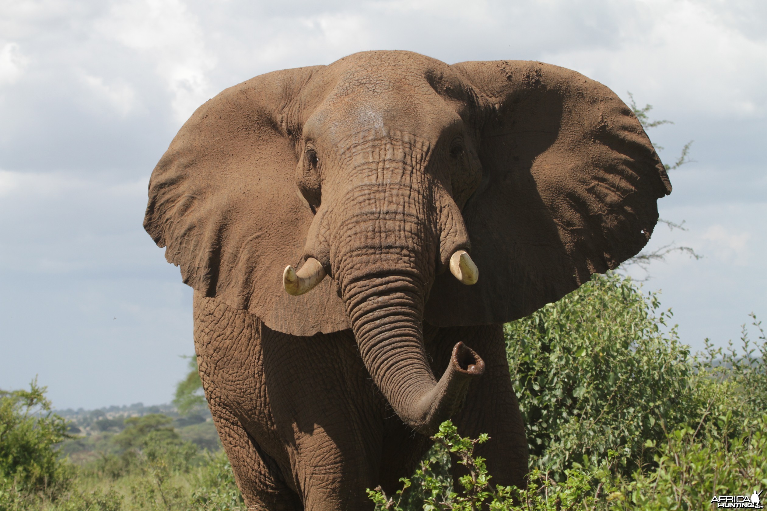 Very close encounter... Elephant in Tanzania