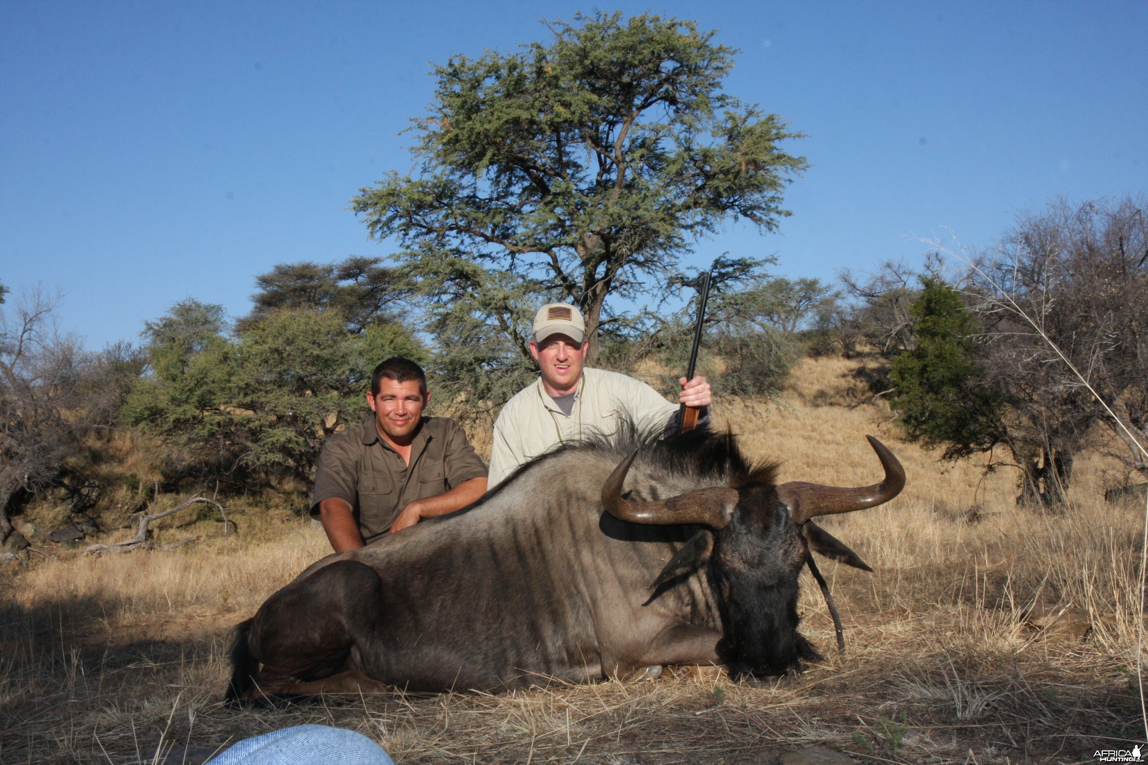 Blue Wildebeest Namibia 2011