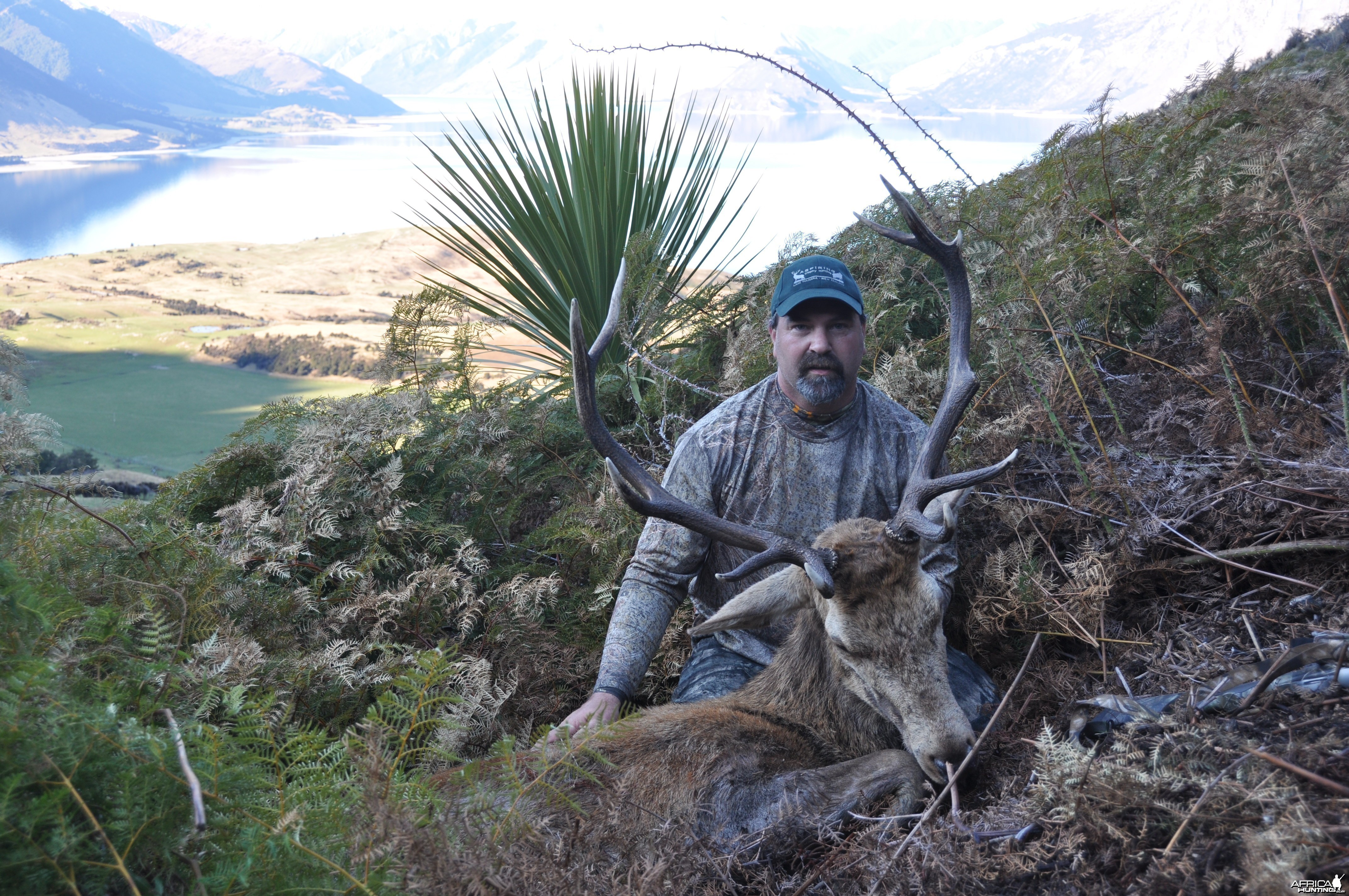 Free Range wild stag - New Zealand