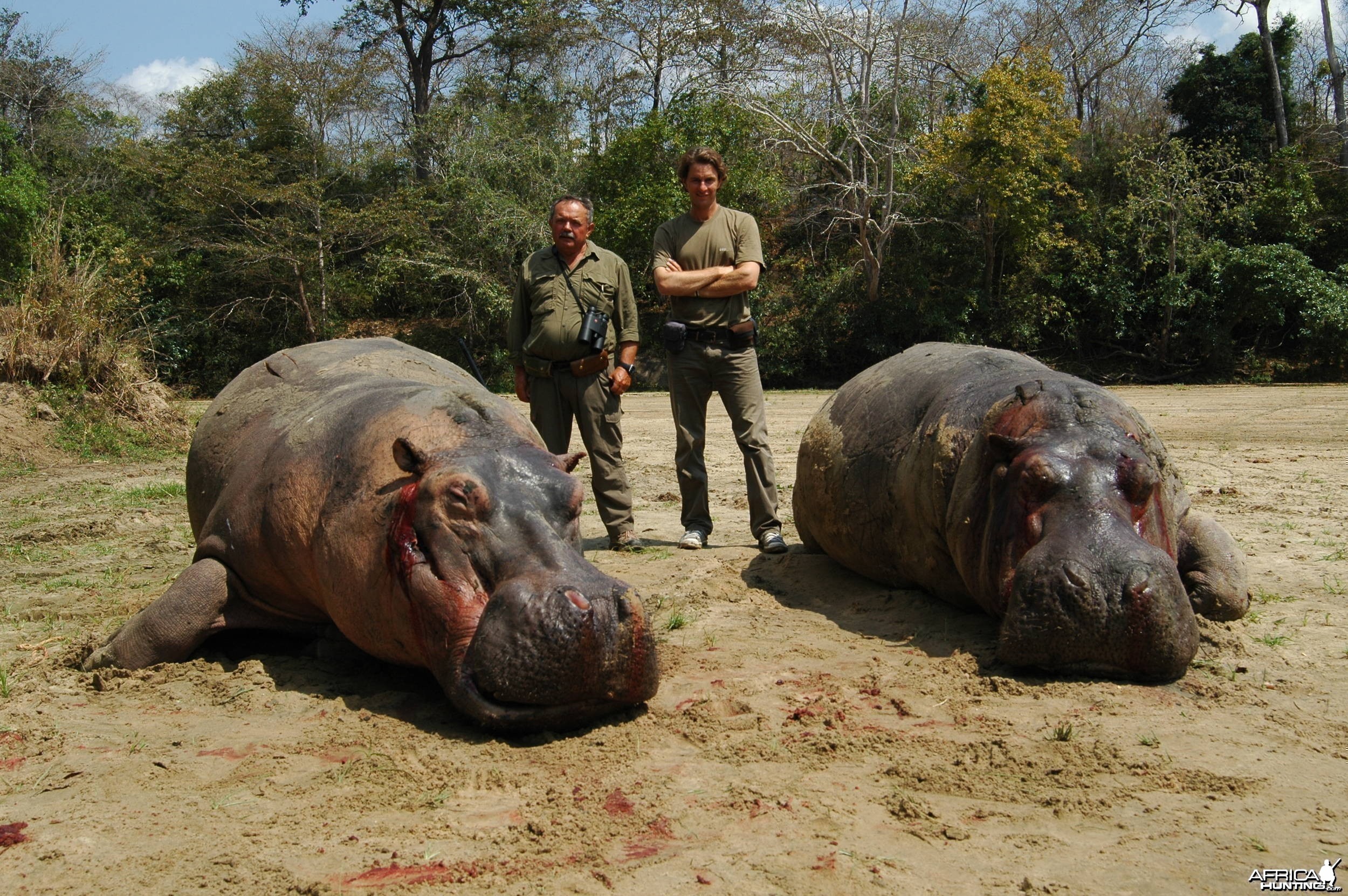 Hippos