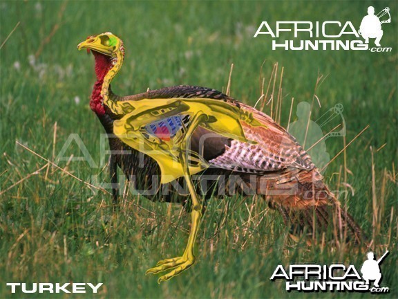 Bowhunting Vitals Turkey