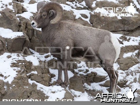 Hunting Vitals Bighorn Sheep