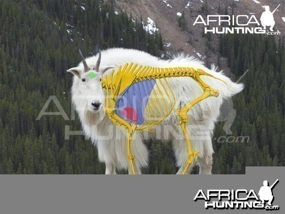 Hunting Vitals Mountain Goat