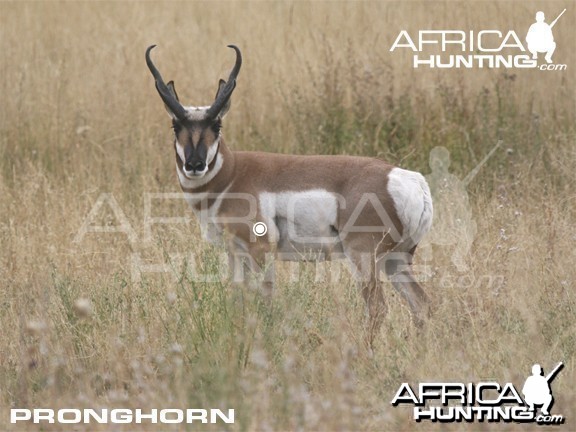 Hunting Vitals Pronghorn