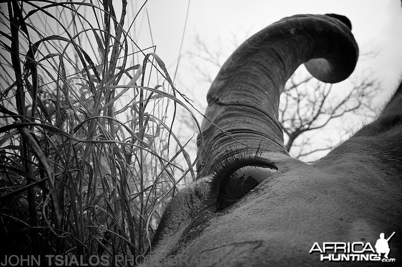 kudu, eye