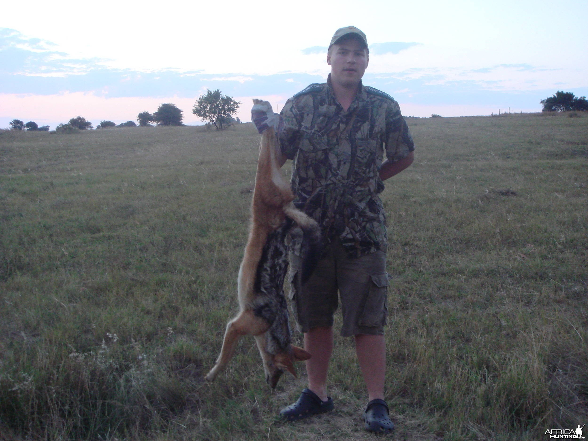 Black-Backed Jackal