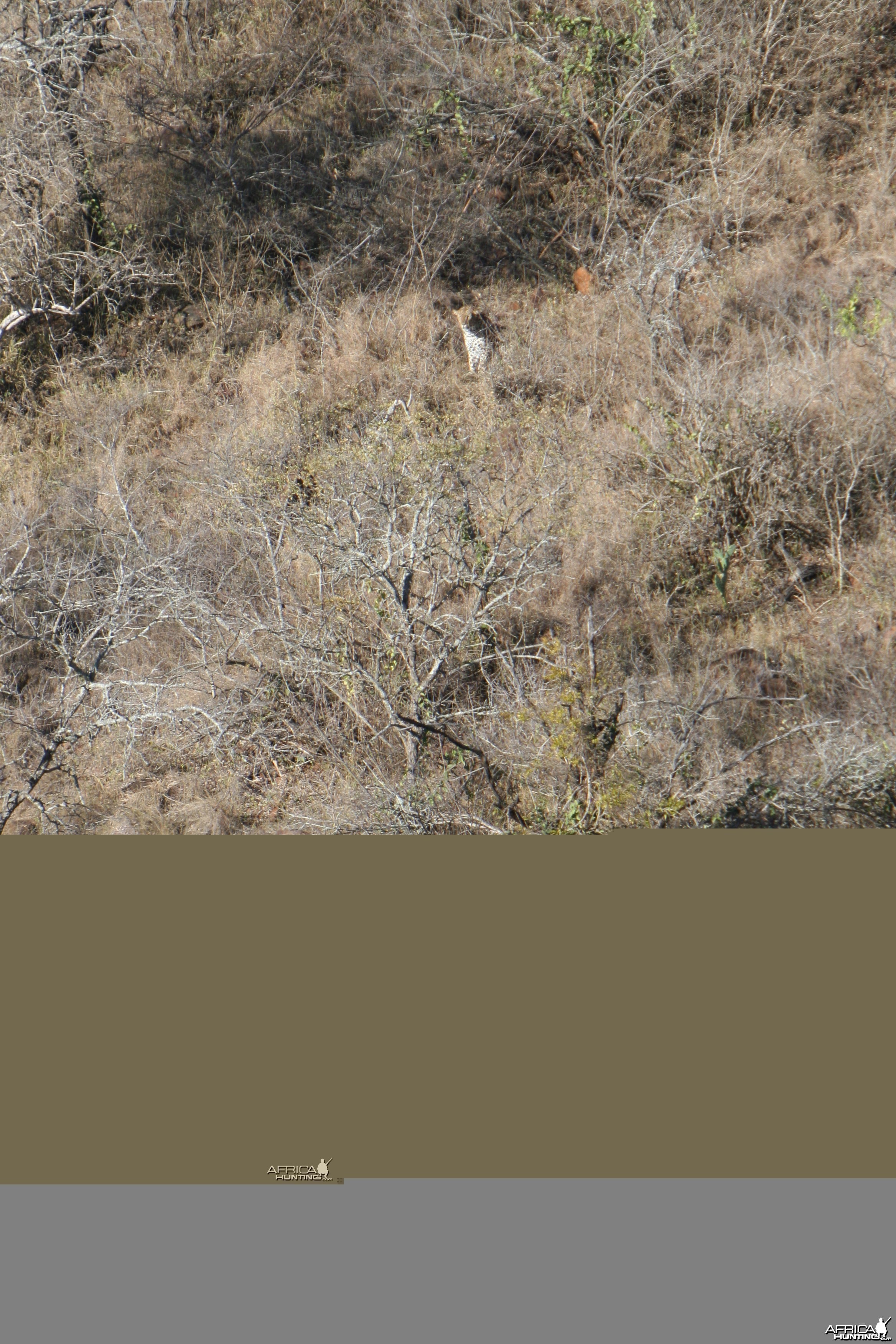 Leopard stalking Bushbuck