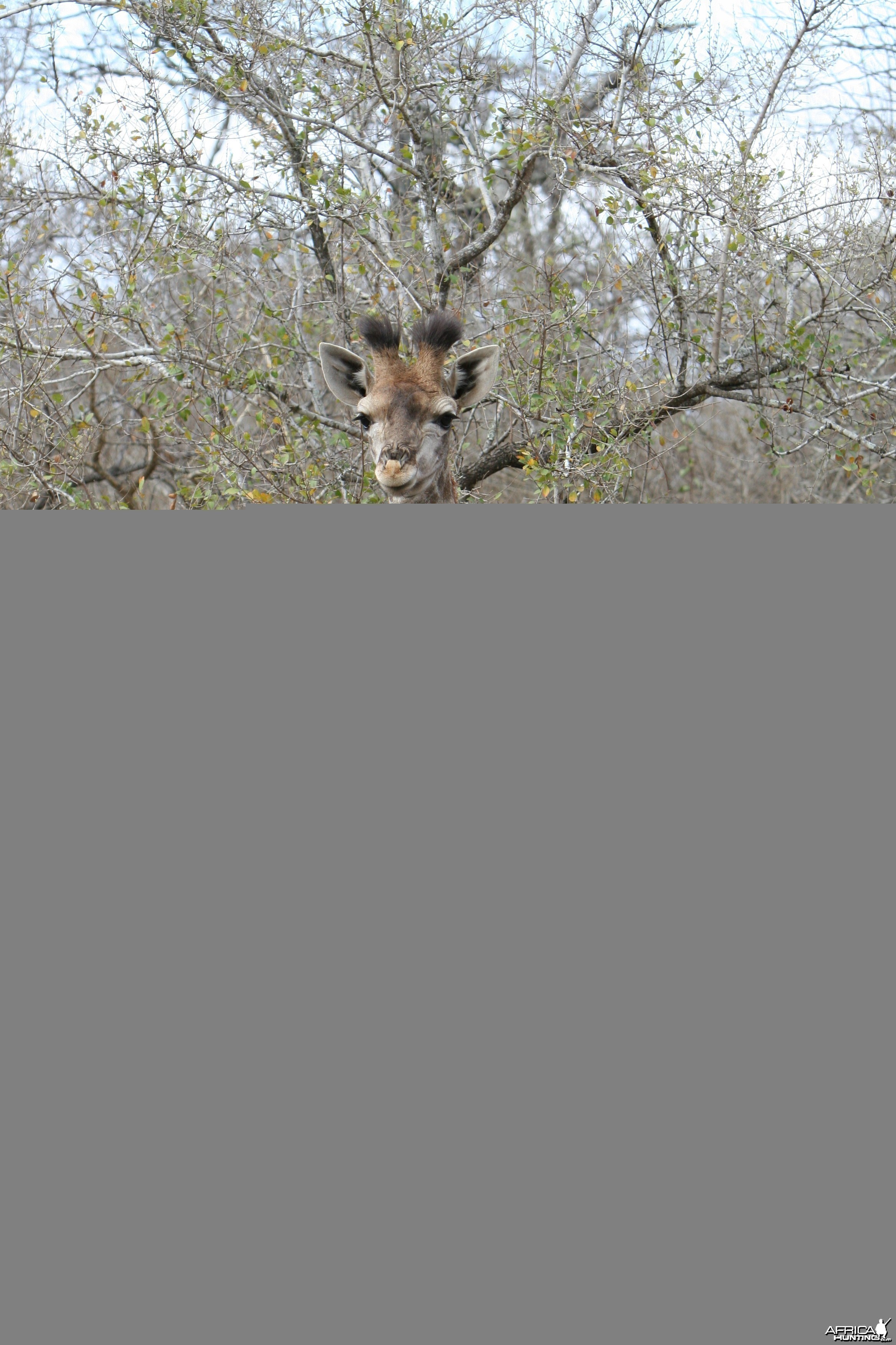 Giraffe Calf