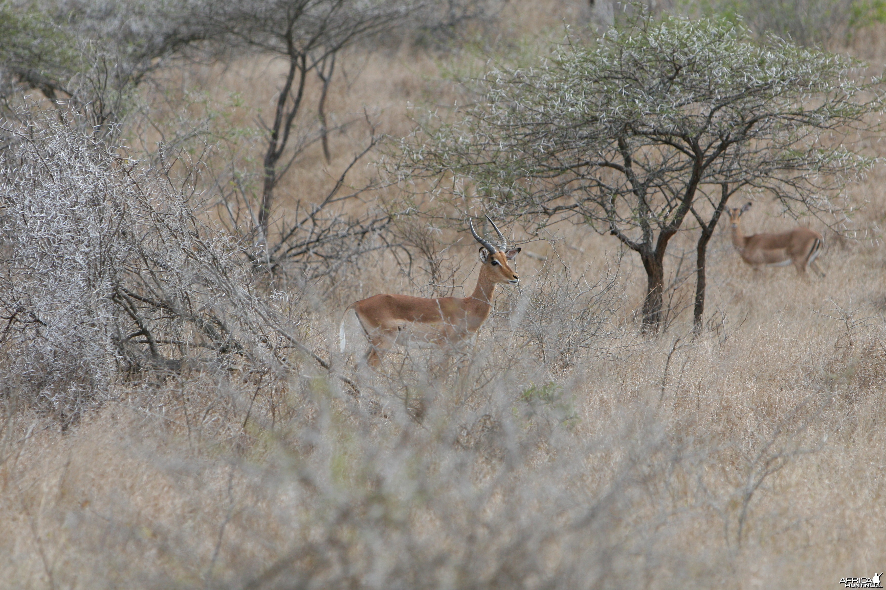 Young Impala