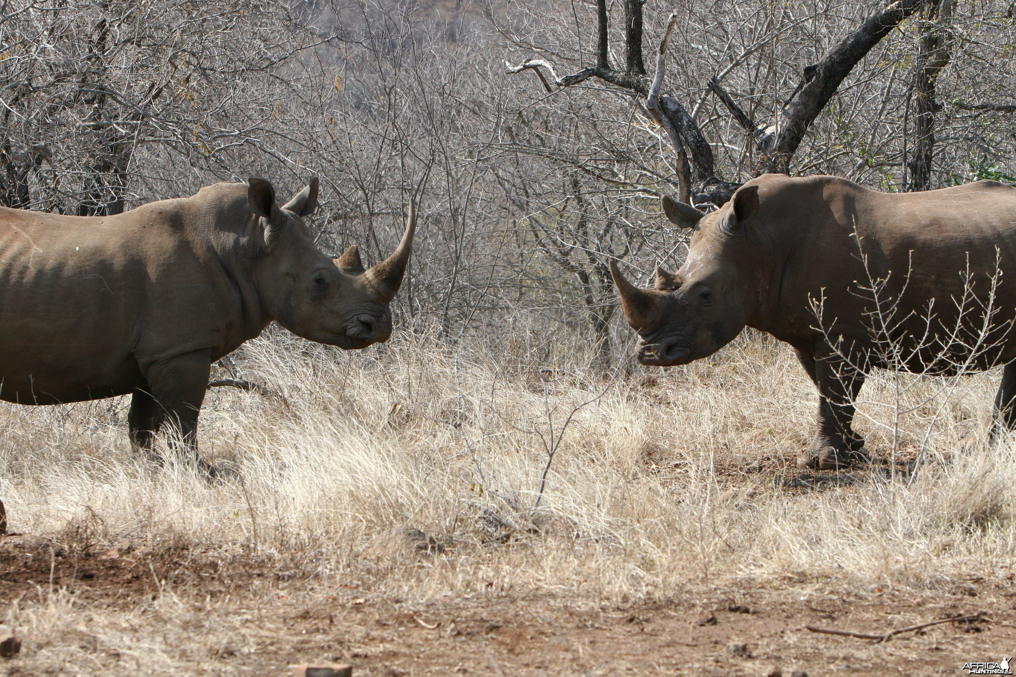 Rhino pair