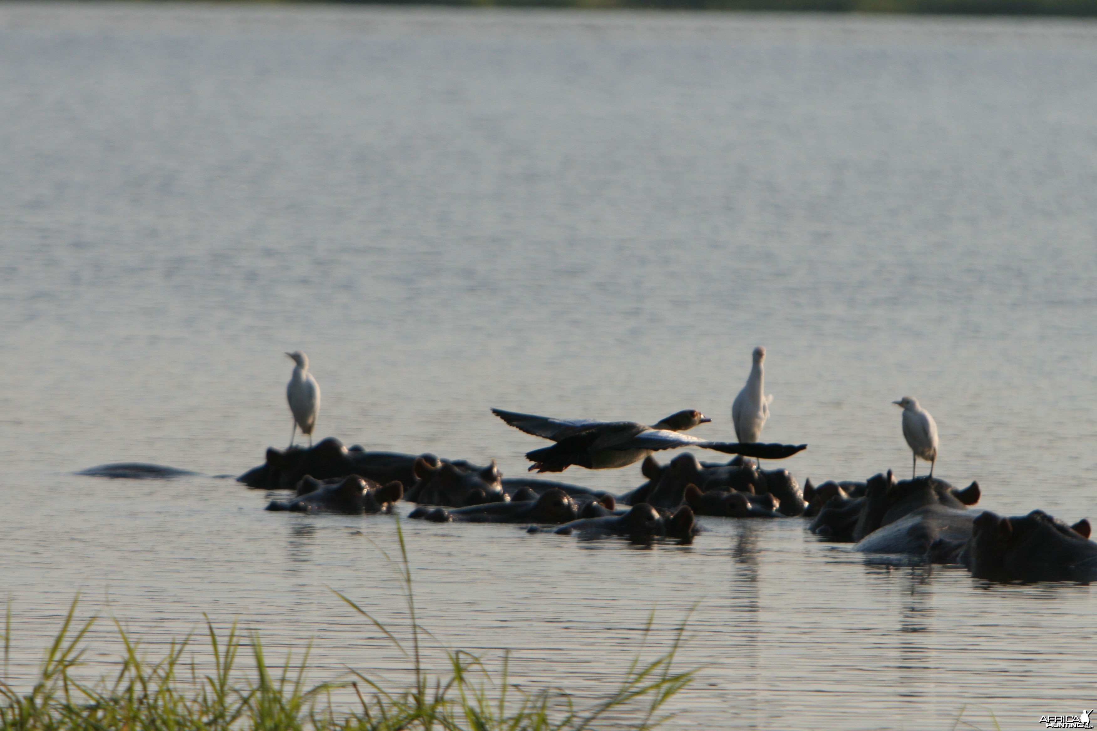Egyptian Goose Snowy Egrets and the Hippo Island