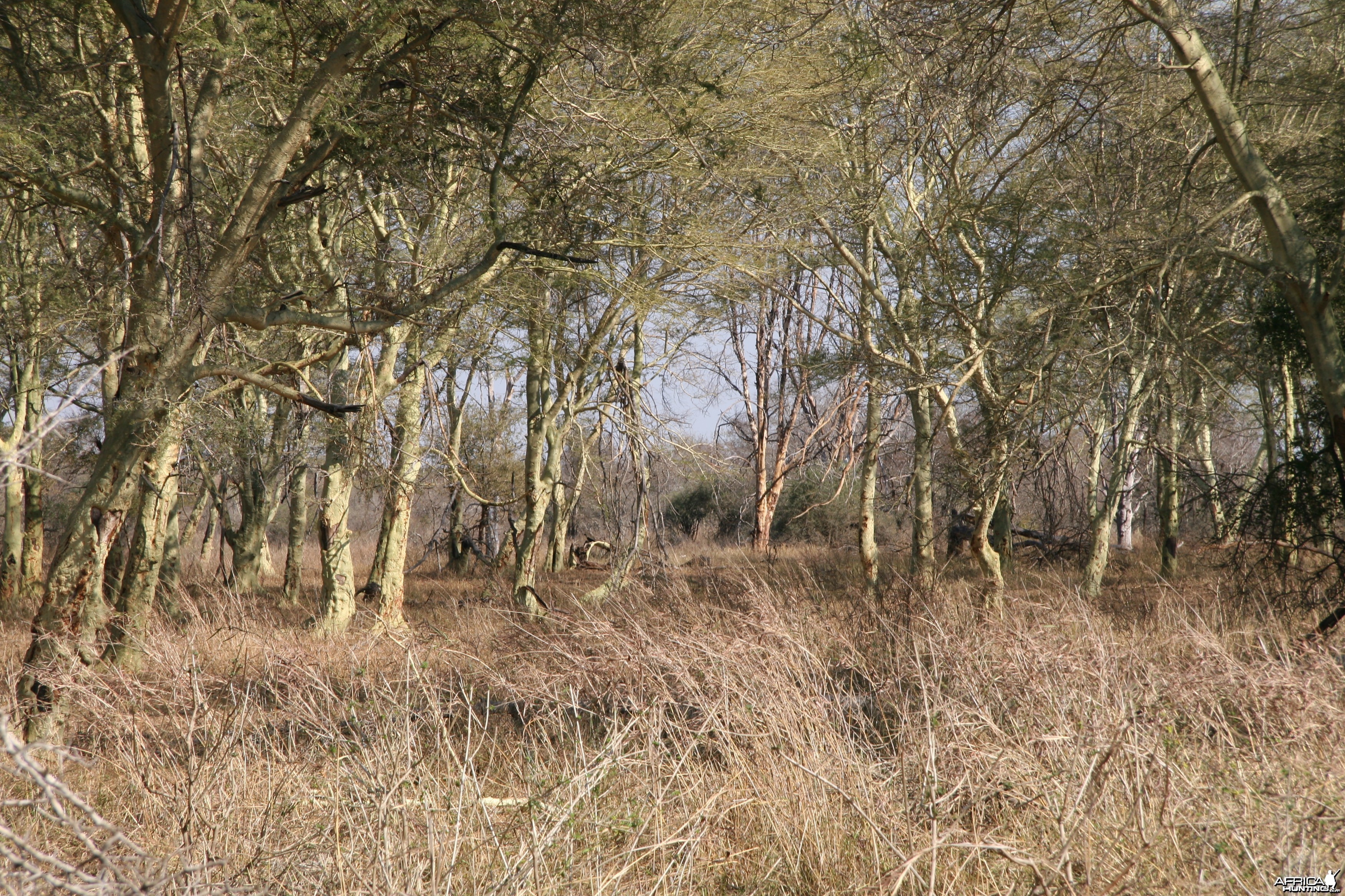 Fever Tree Grove