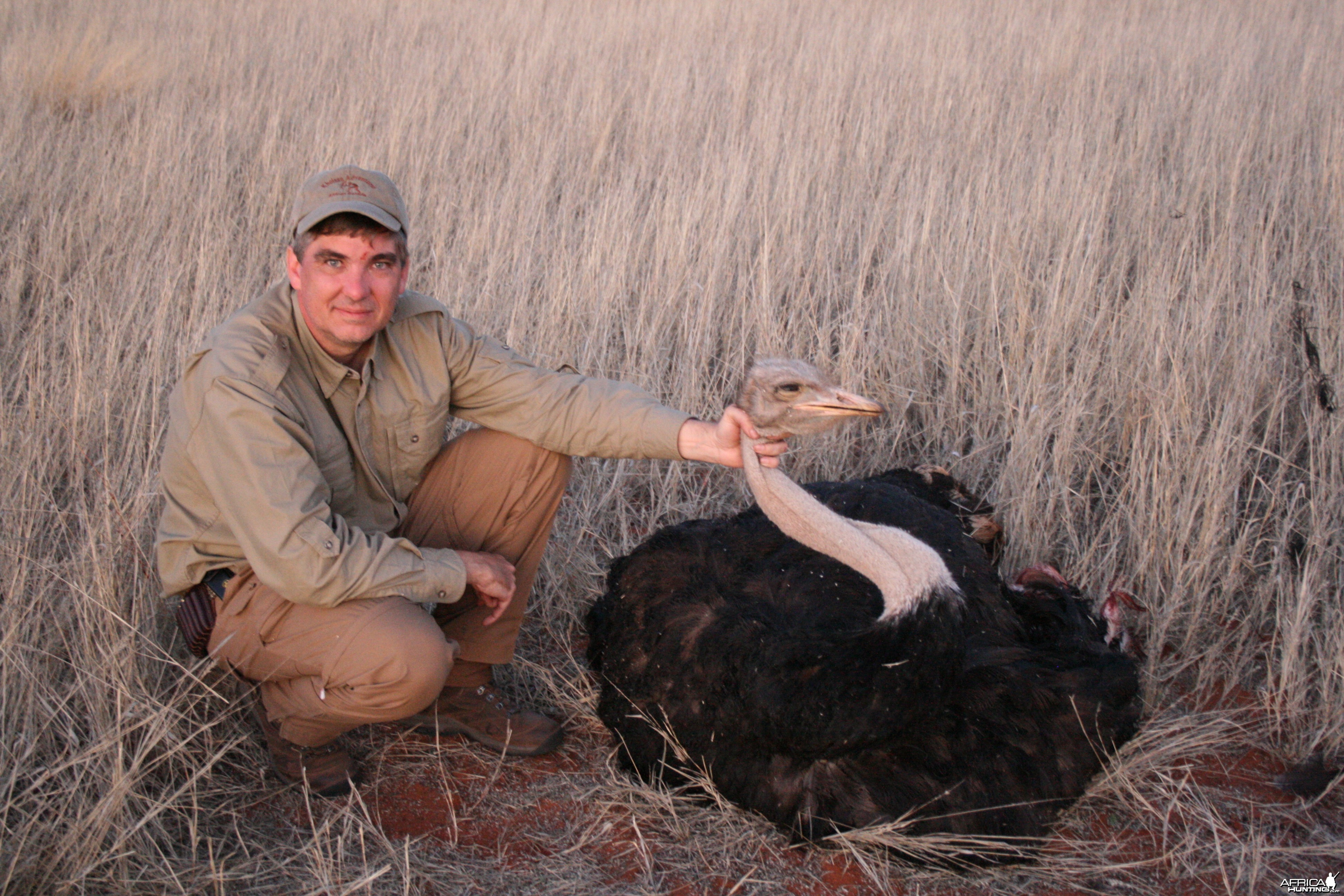 Ostrich, Namibia