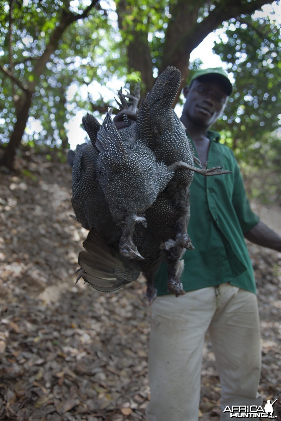 Five Guineafowl shot in CAR