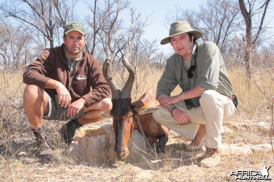 Hartebeest Limpopo