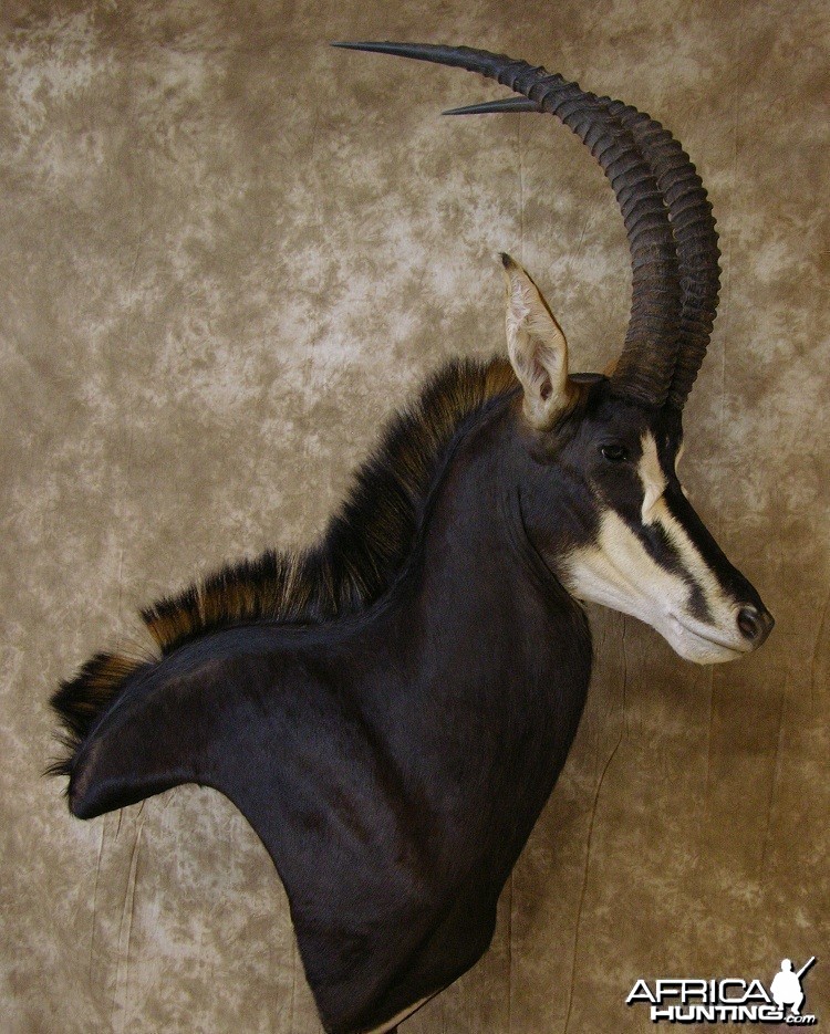 Sable Mount by The Artistry of Wildlife