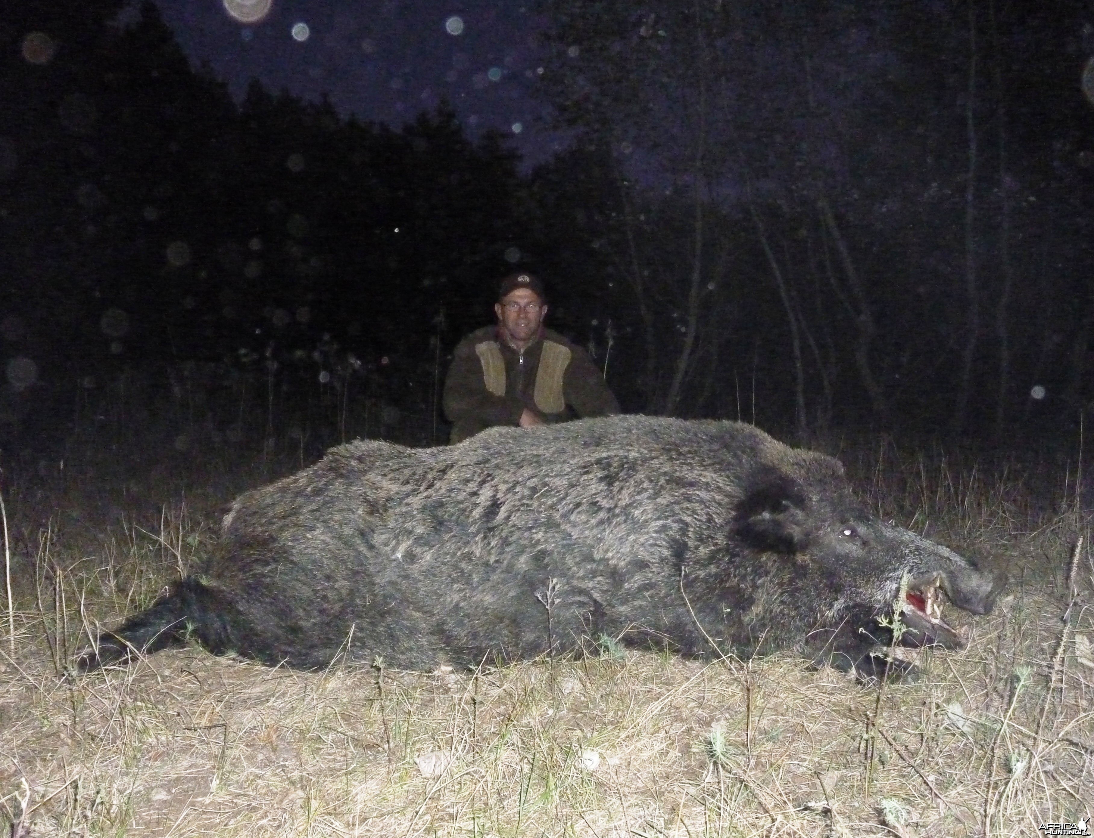 150 kg Wild Boar hunted in Hungary