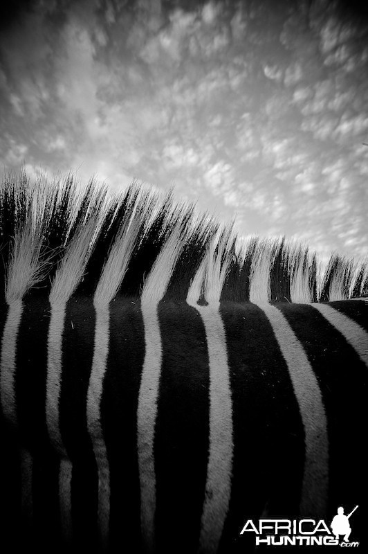 zebra sky
