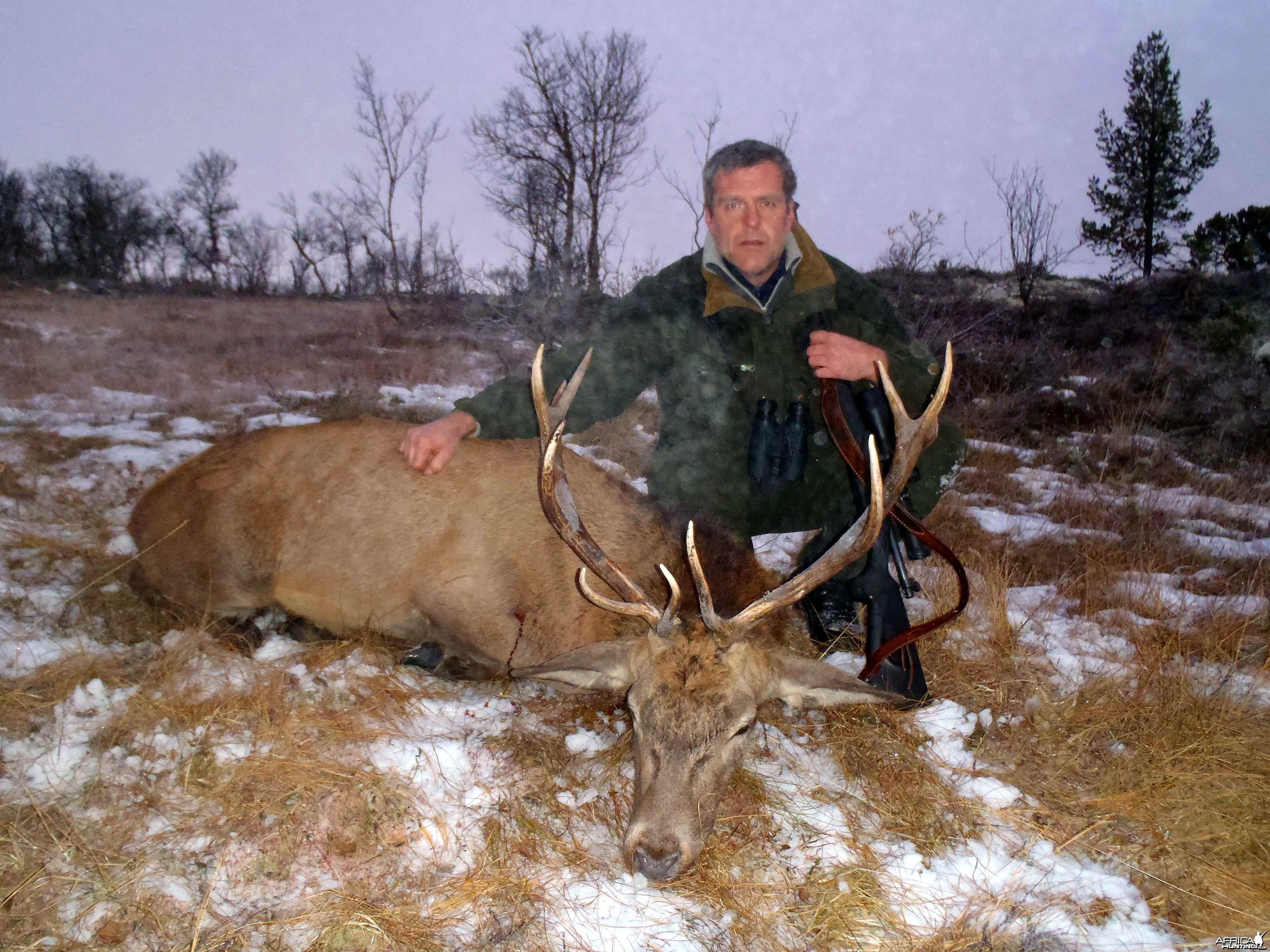 Red deer from my farm