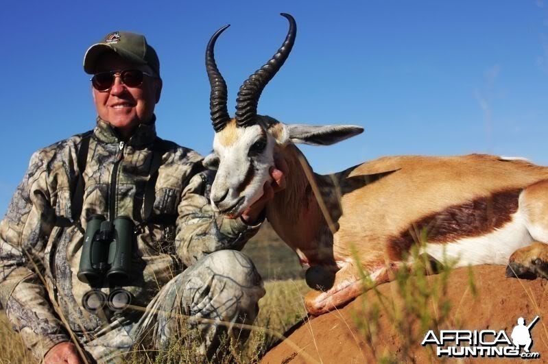 Springbok hunted in South Africa