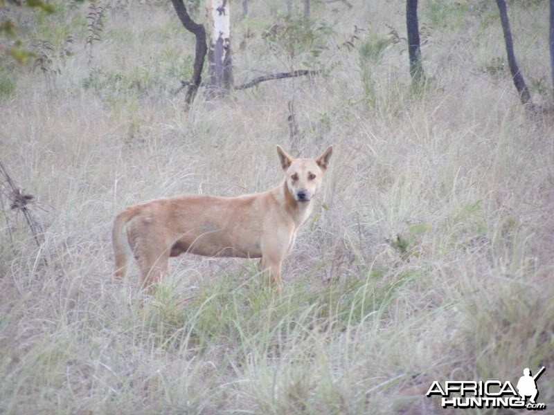 Dingo Australia