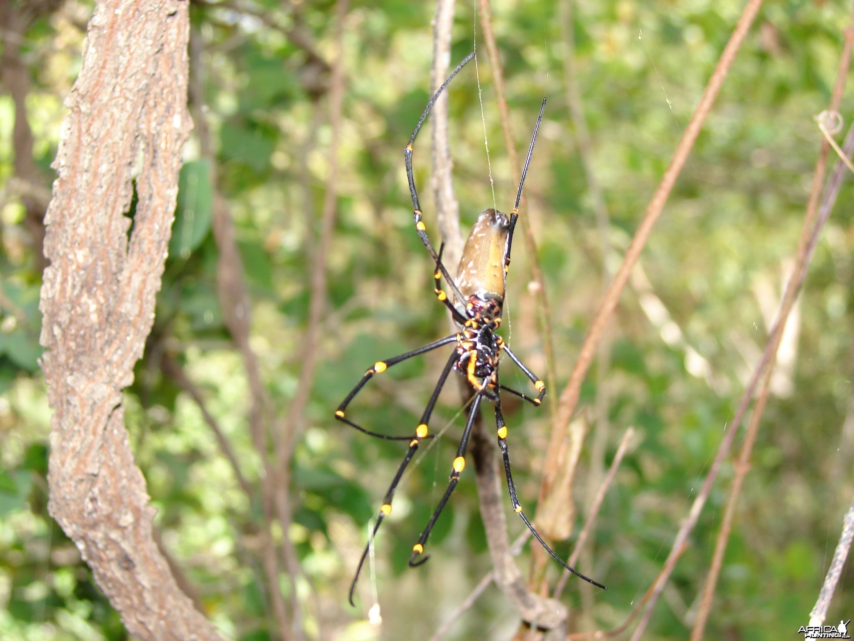 Spider Arnhem Land Australia
