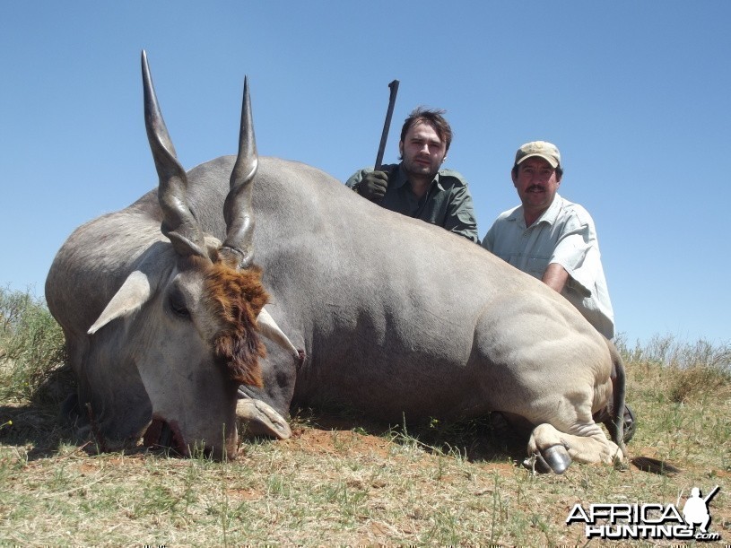 Eland with Savanna Hunting Safaris