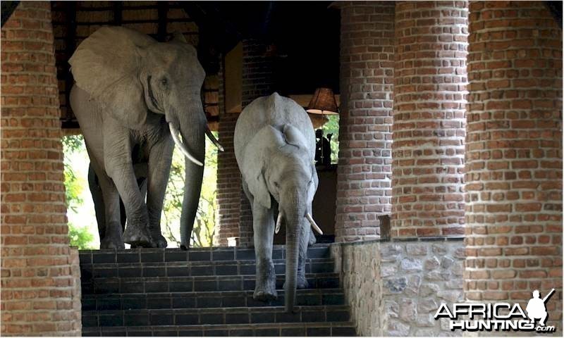 Elephants at the Mfuwe Lodge in Zambia