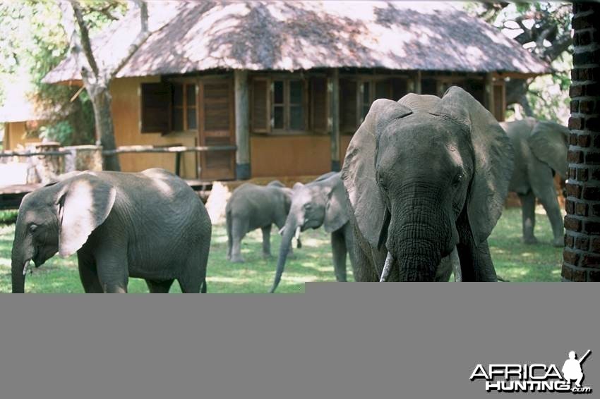 Elephants at the Mfuwe Lodge in Zambia