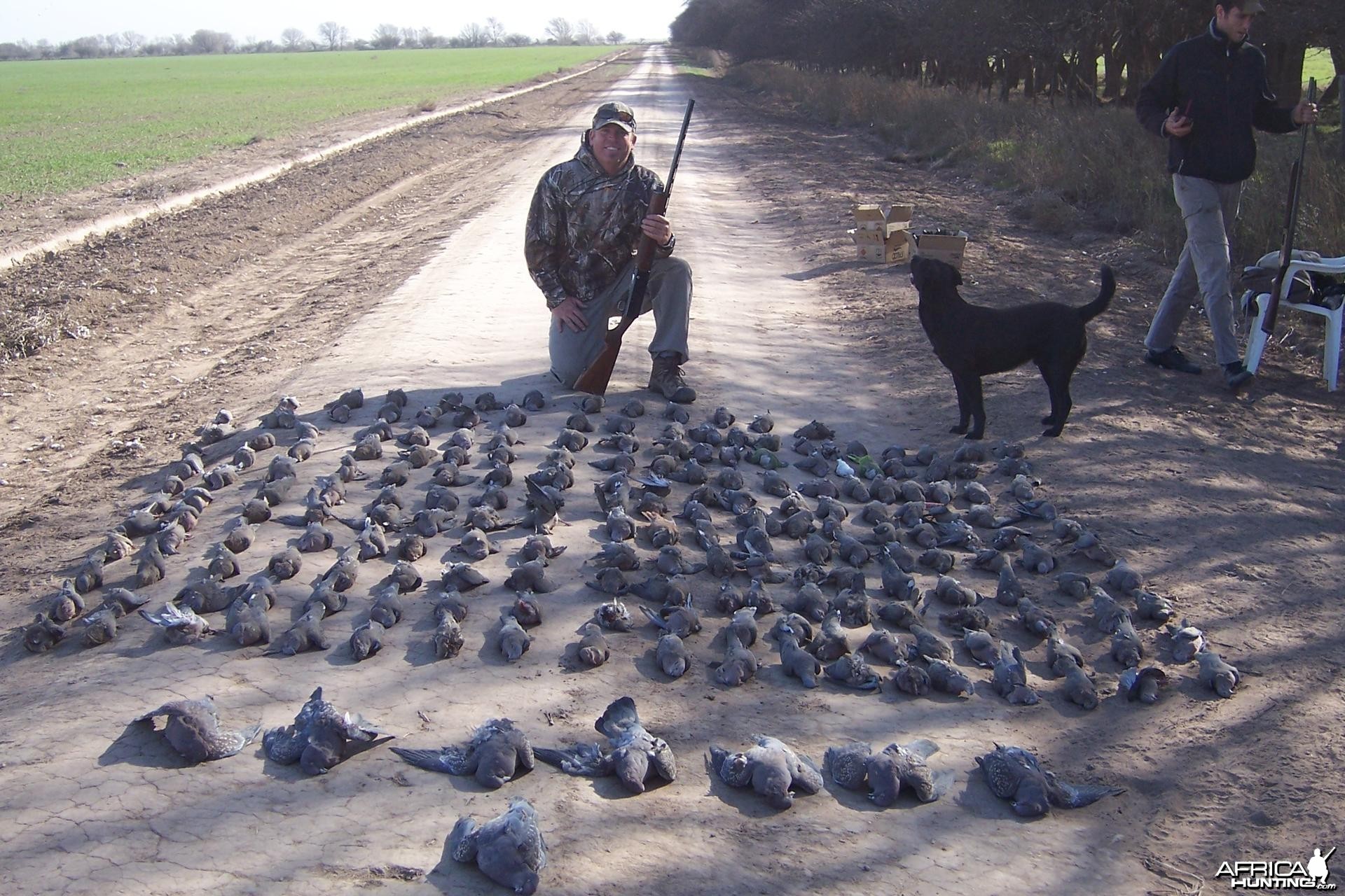 Dove Hunting Argentina