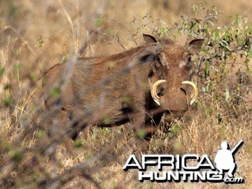 Warthog Namibia