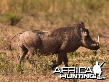 Warthog