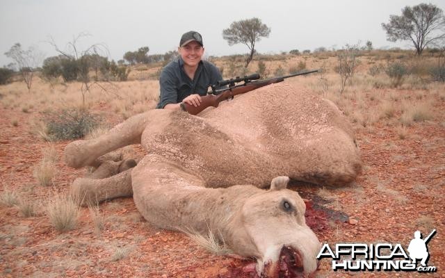 Hunting Camel in Australia