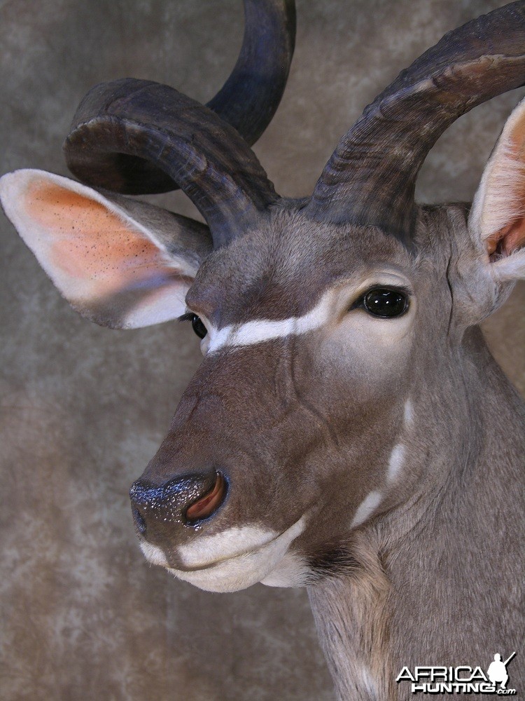 Taxidermy 62 inch Kudu