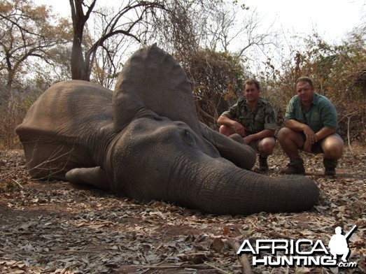 Elephant Zimbabwe