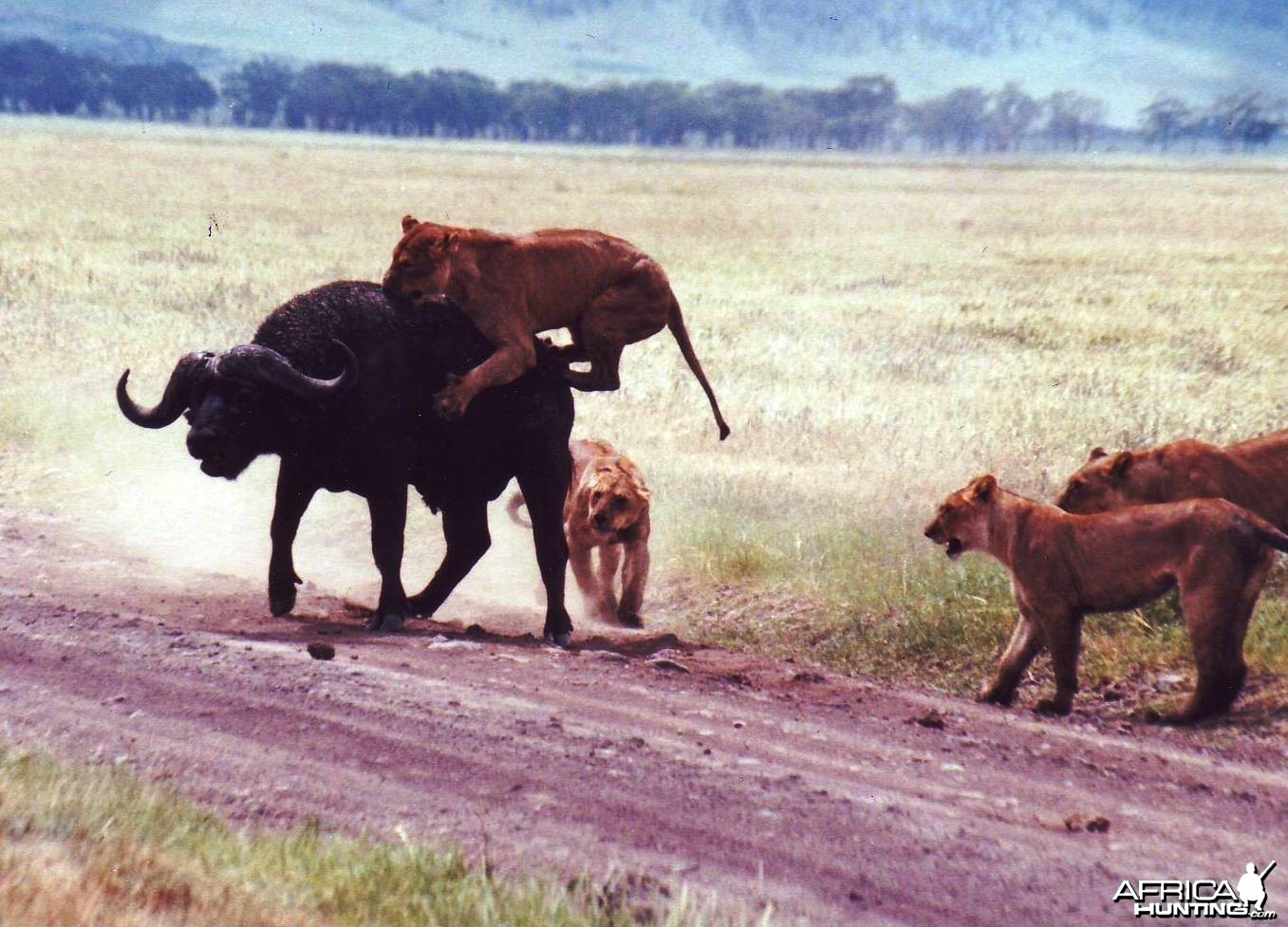 buffalo vs lion