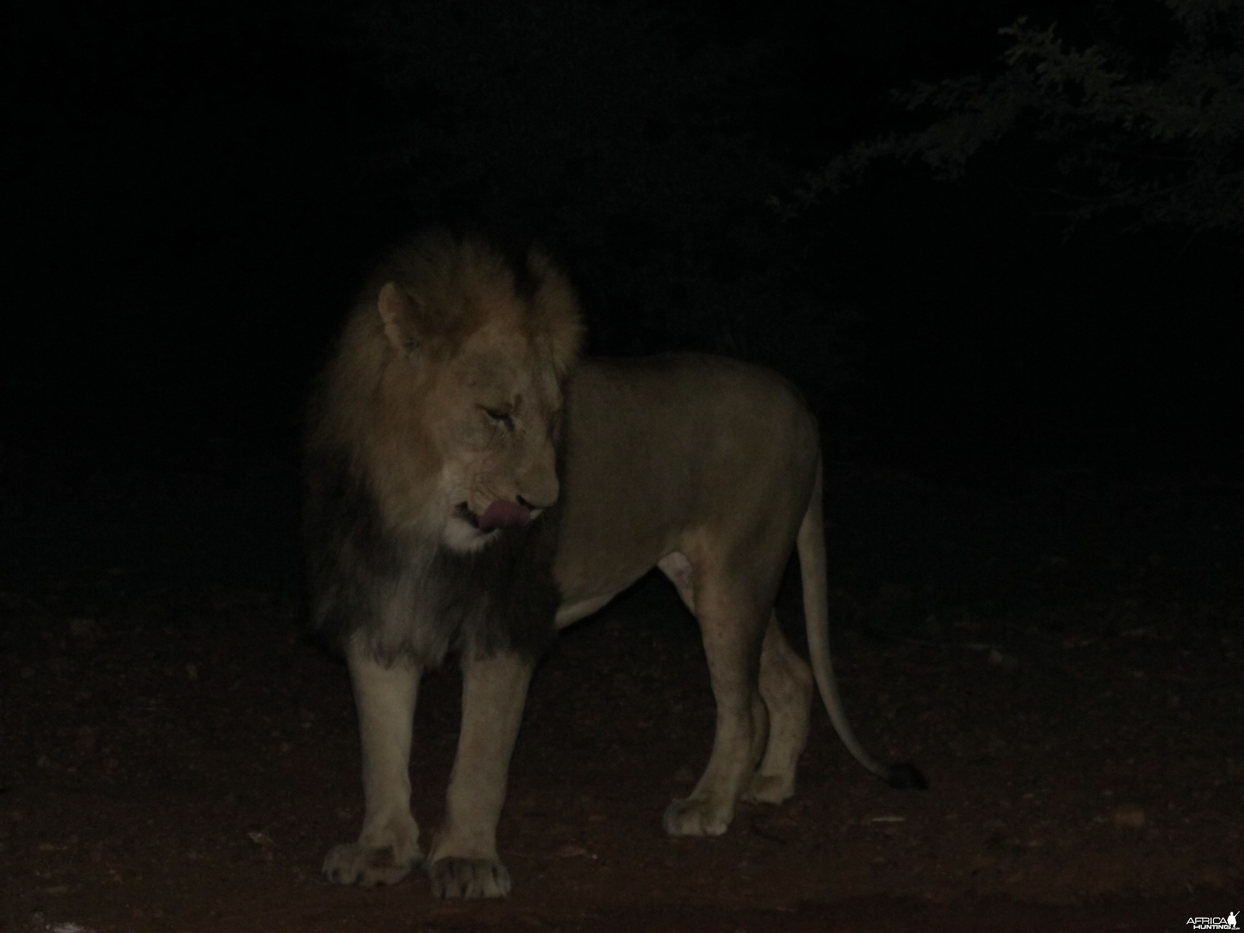 Lion up close and personal